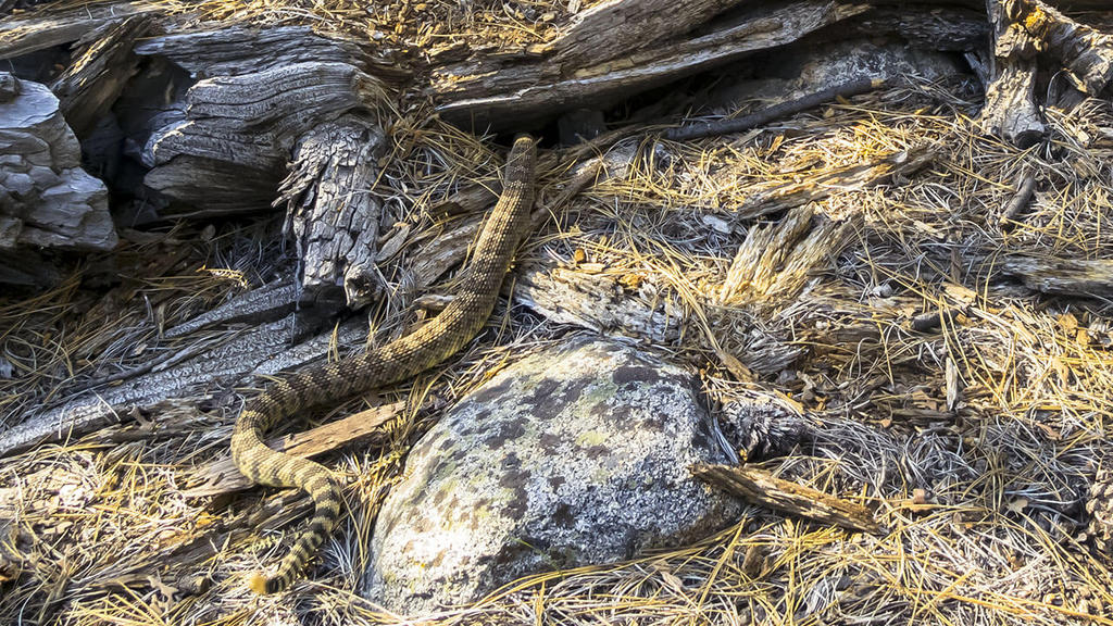 Ultralight Fly Fishing • Bear Creek 2015 (photo heavy)